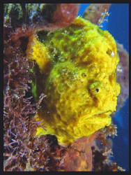 Yellow Frog fish. by Juan Torres 